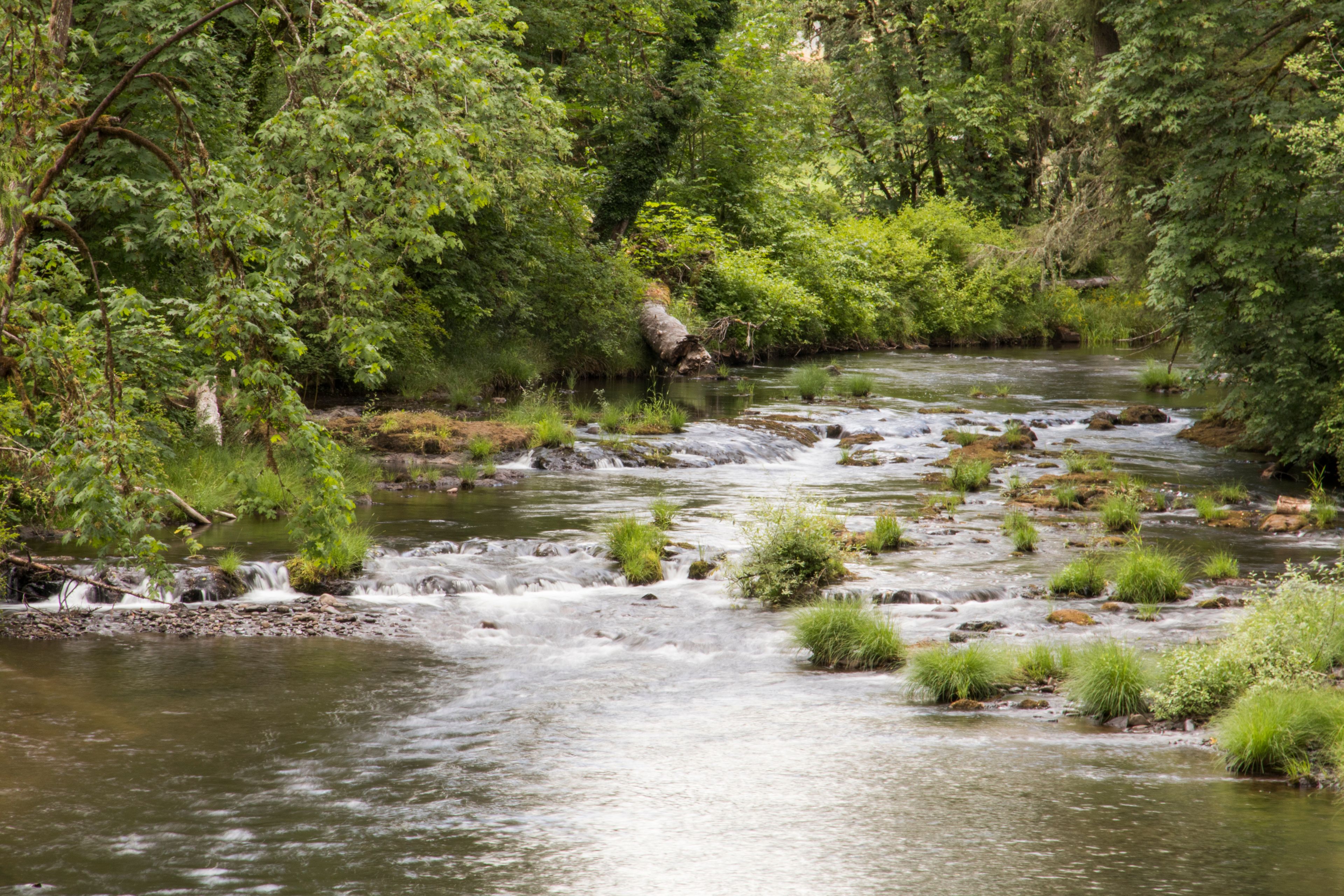 USA,Oregon, Lane County. Fall Creek.