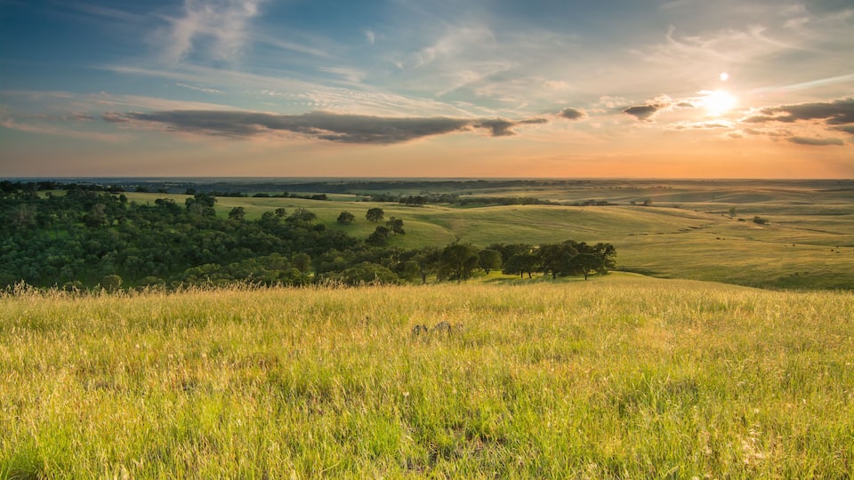 A grassy field with rolling hills and a sunset in the background.