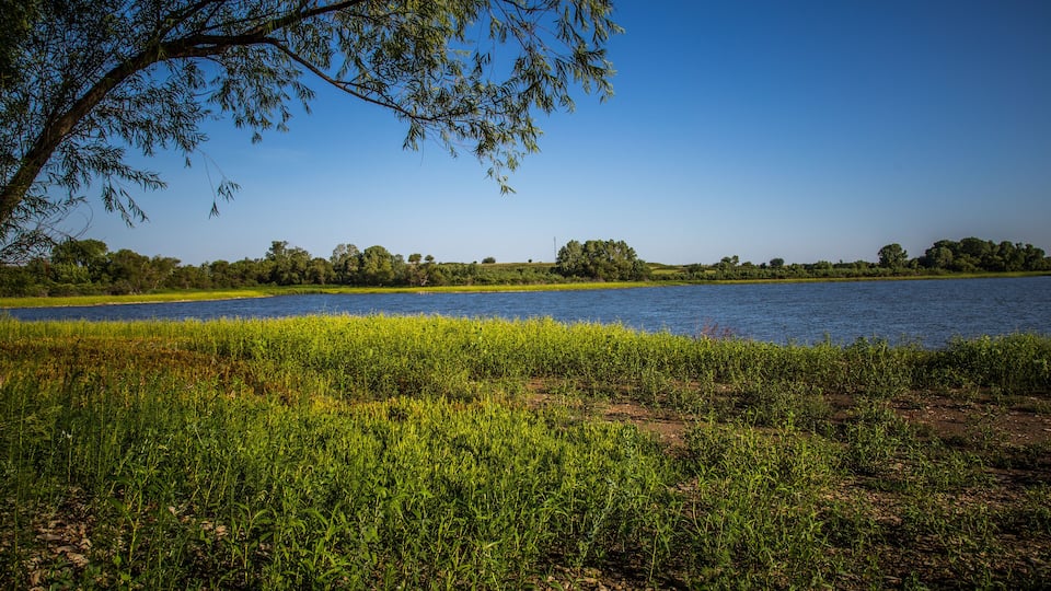 A river with grassy banks and trees in the background.