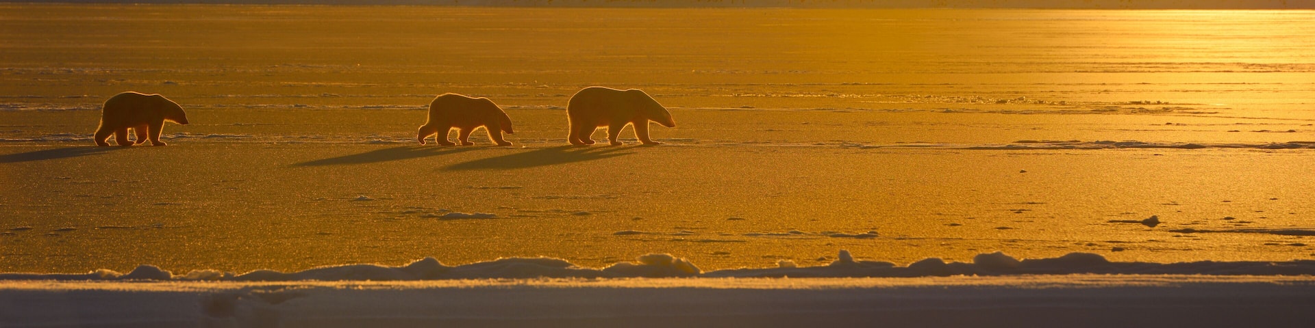 Polar Bear sow and cubs in silhouette with golden sunset on Kaktovik Lagoon Barter Island Alaska
