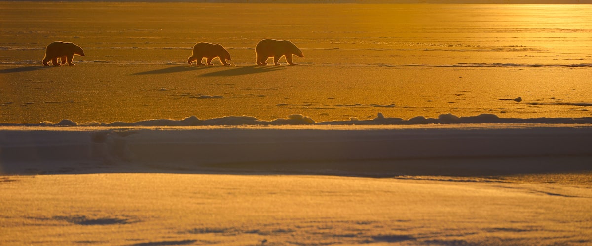 A polar bear walking on ice near a body of water during sunset.