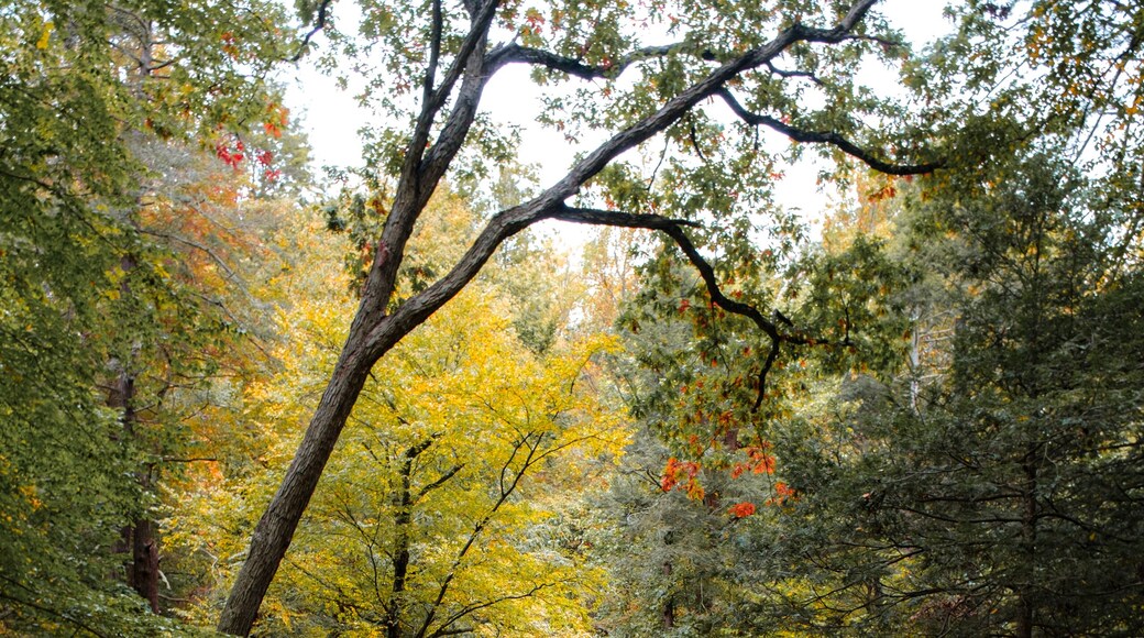 Stone Bridge path in Rockefeller State Park passing over the Pocantico River