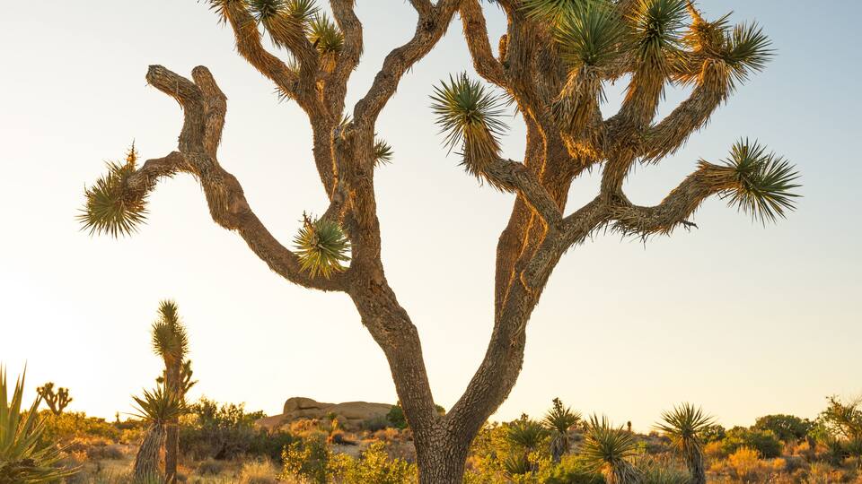 A Joshua tree with multiple branches and spiky leaves in a desert landscape.