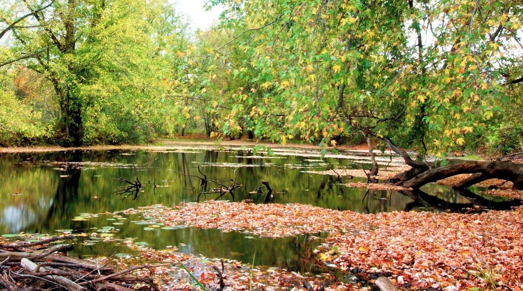 Tranquil autumn pond in Vermont