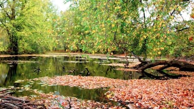 Tranquil autumn pond in Vermont