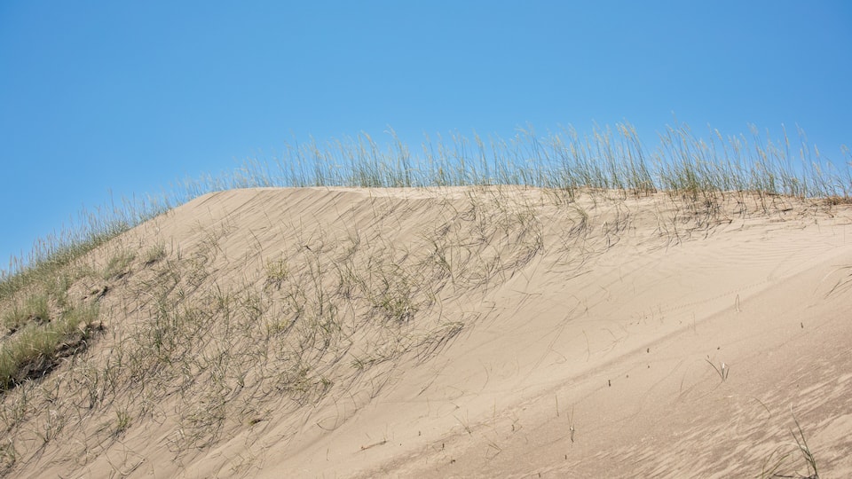 A sandy dune with sparse vegetation under a clear blue sky.