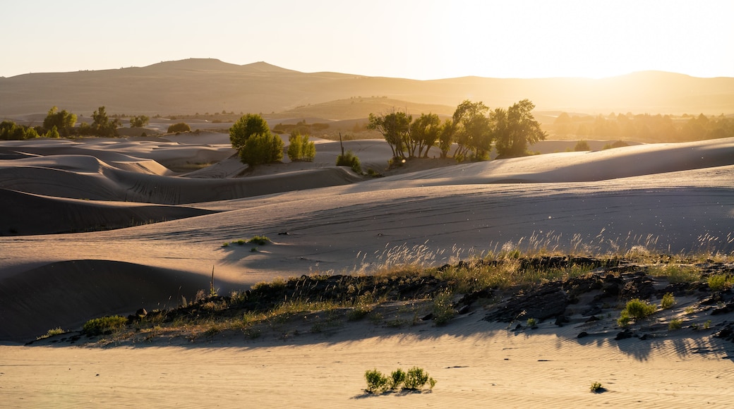 The St. Anthony Sand Dunes in Idaho are lit by a vibrant golden sunset. The warm light creates deep shadows and highlights the ripples in the sand. Represents a vast, peaceful desert landscape