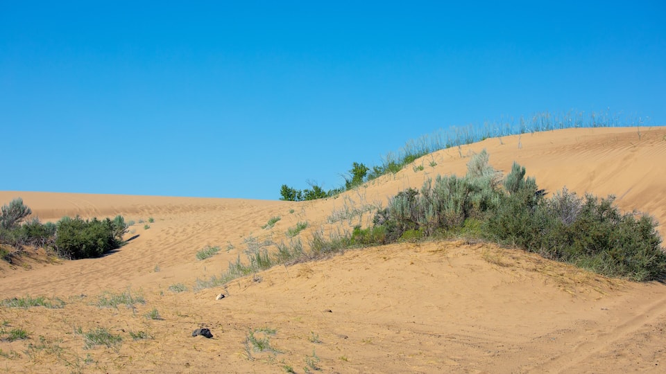 A desert landscape with sand dunes and sparse vegetation.