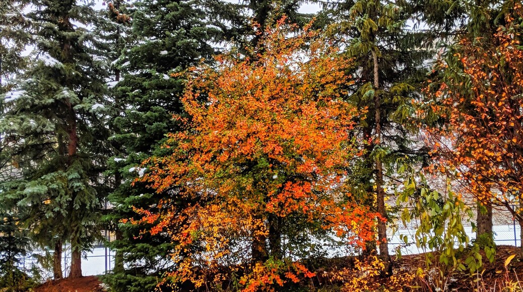 The Ford Gardens in Vail, CO are not just for spring and summer! #greatoutdoors