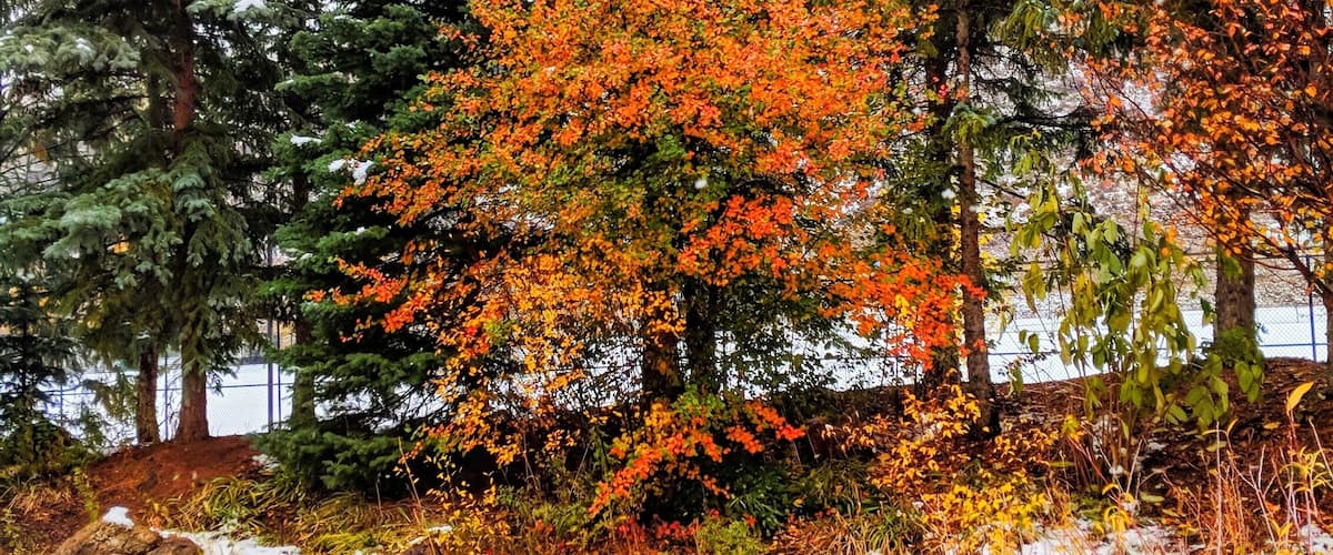 The Ford Gardens in Vail, CO are not just for spring and summer! #greatoutdoors