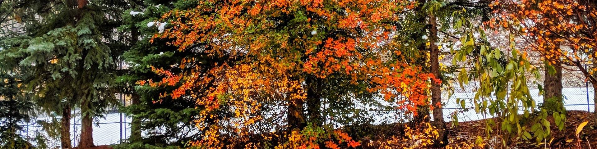 The Ford Gardens in Vail, CO are not just for spring and summer! #greatoutdoors