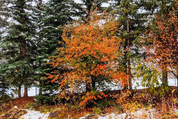 The Ford Gardens in Vail, CO are not just for spring and summer! #greatoutdoors