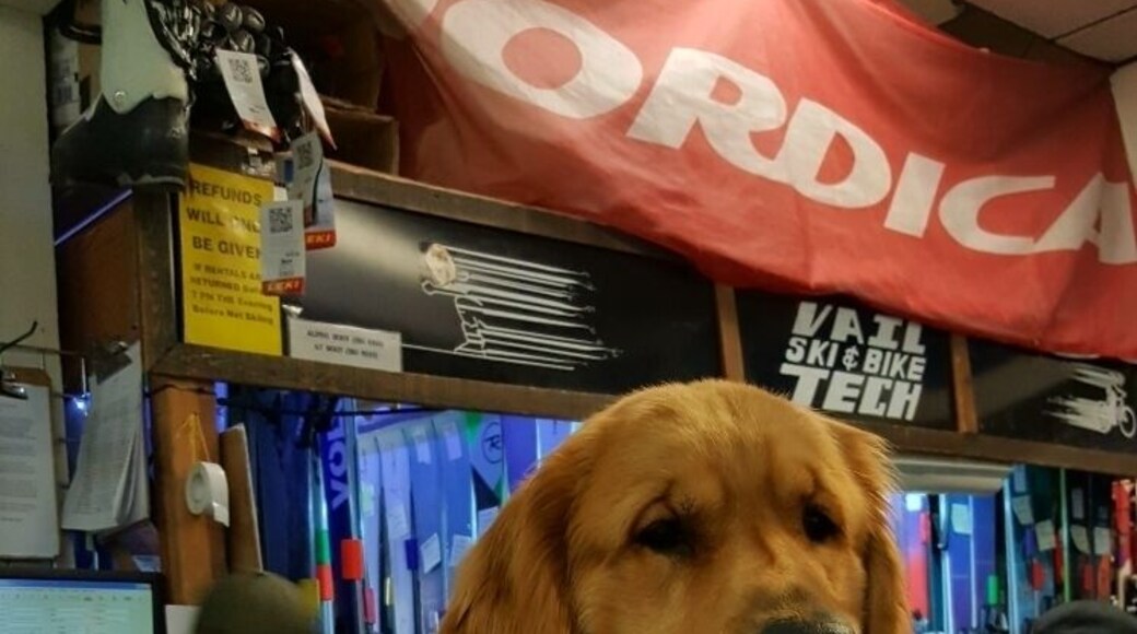 One of the friendly furry friends at Vail Ski Tech, ski rentals.