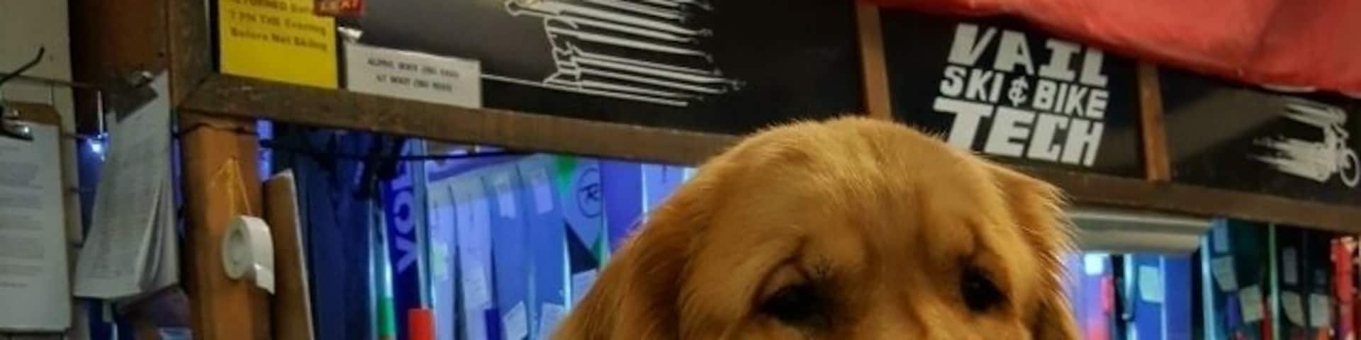 One of the friendly furry friends at Vail Ski Tech, ski rentals.