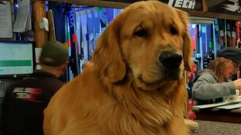 One of the friendly furry friends at Vail Ski Tech, ski rentals.