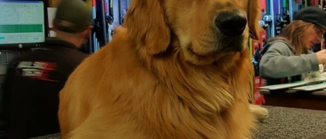 One of the friendly furry friends at Vail Ski Tech, ski rentals.