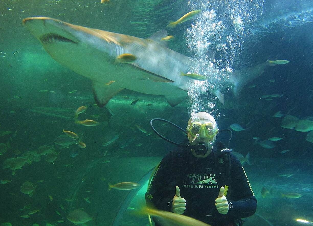 Another shot from Xtreme dive in Manly Sea Life Sanctuary.