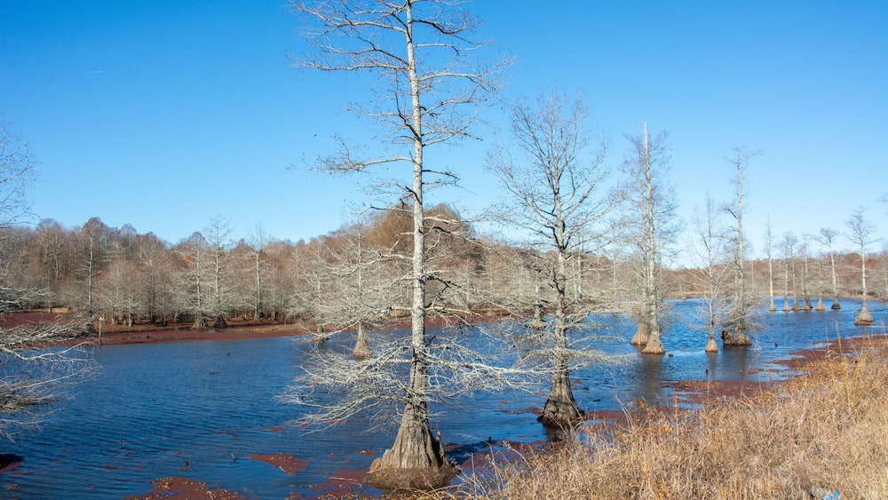 Winter landscape with bald cypress trees along Route 51 north of Coldwater, Mississippi, USA