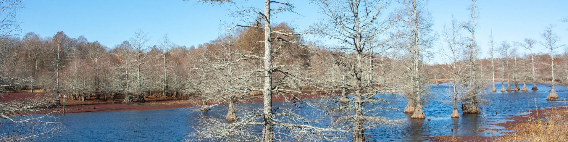 Winter landscape with bald cypress trees along Route 51 north of Coldwater, Mississippi, USA