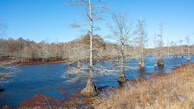 Winter landscape with bald cypress trees along Route 51 north of Coldwater, Mississippi, USA