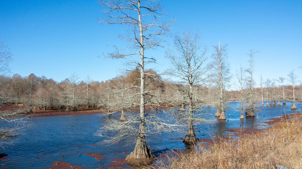 Winter landscape with bald cypress trees along Route 51 north of Coldwater, Mississippi, USA