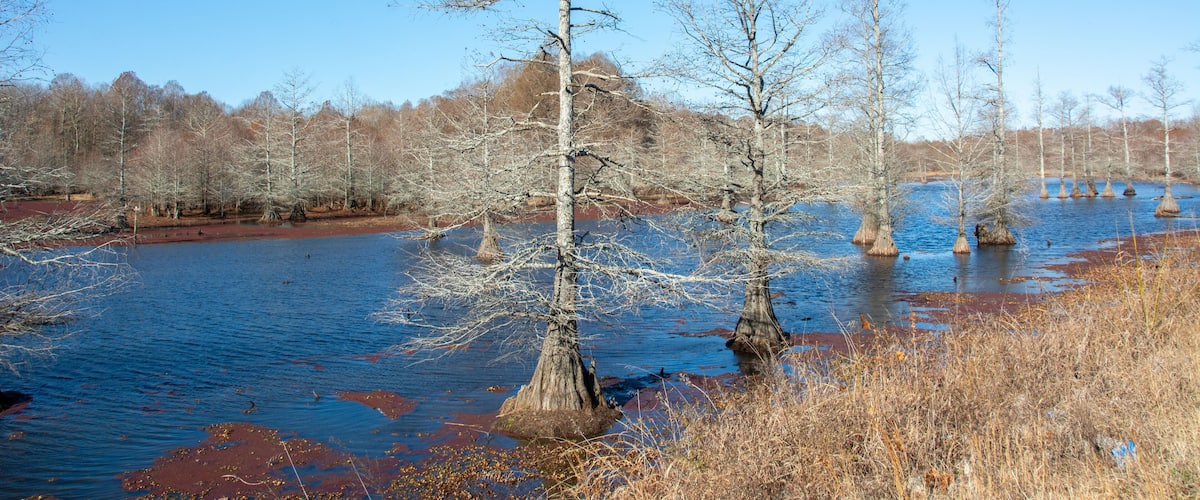 A flooded forest with bare trees and reddish water.