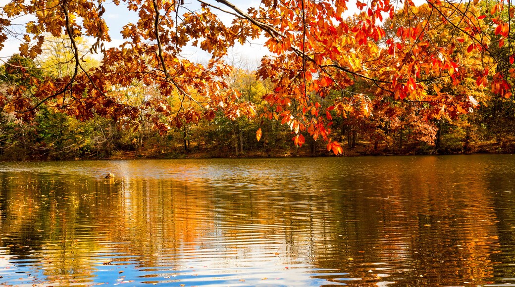 Fall colors and reflections in Birge Pond in Bristol, Connecticut.