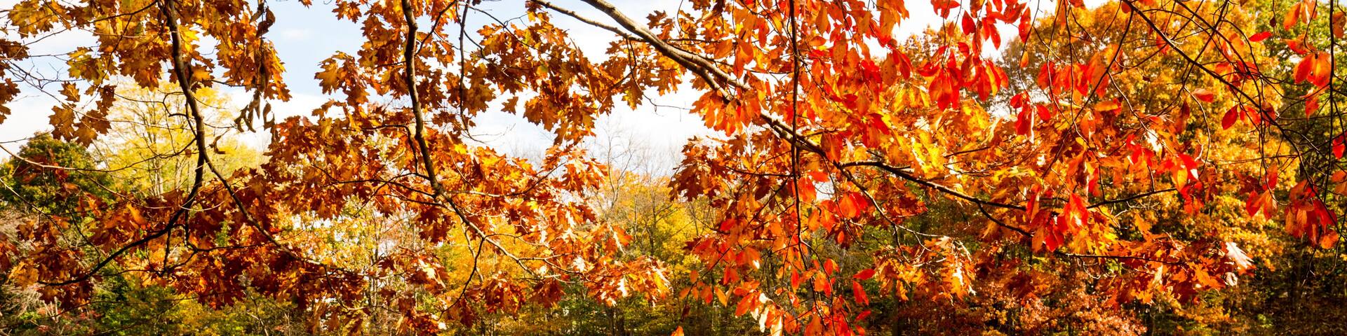 Fall colors and reflections in Birge Pond in Bristol, Connecticut.