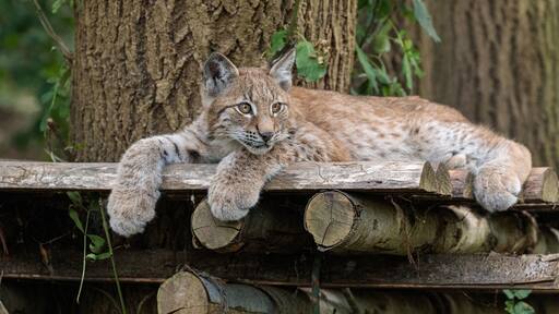 Close-up of a cute Lynx kitten lying on the wood at Wildlife conservation park in Bristol