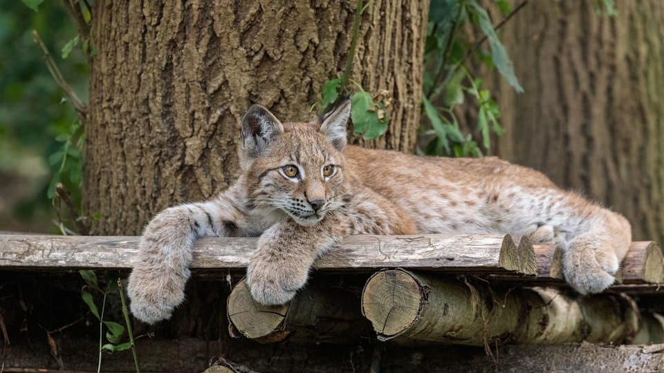 A lynx resting on a wooden platform with logs, surrounded by trees and greenery.