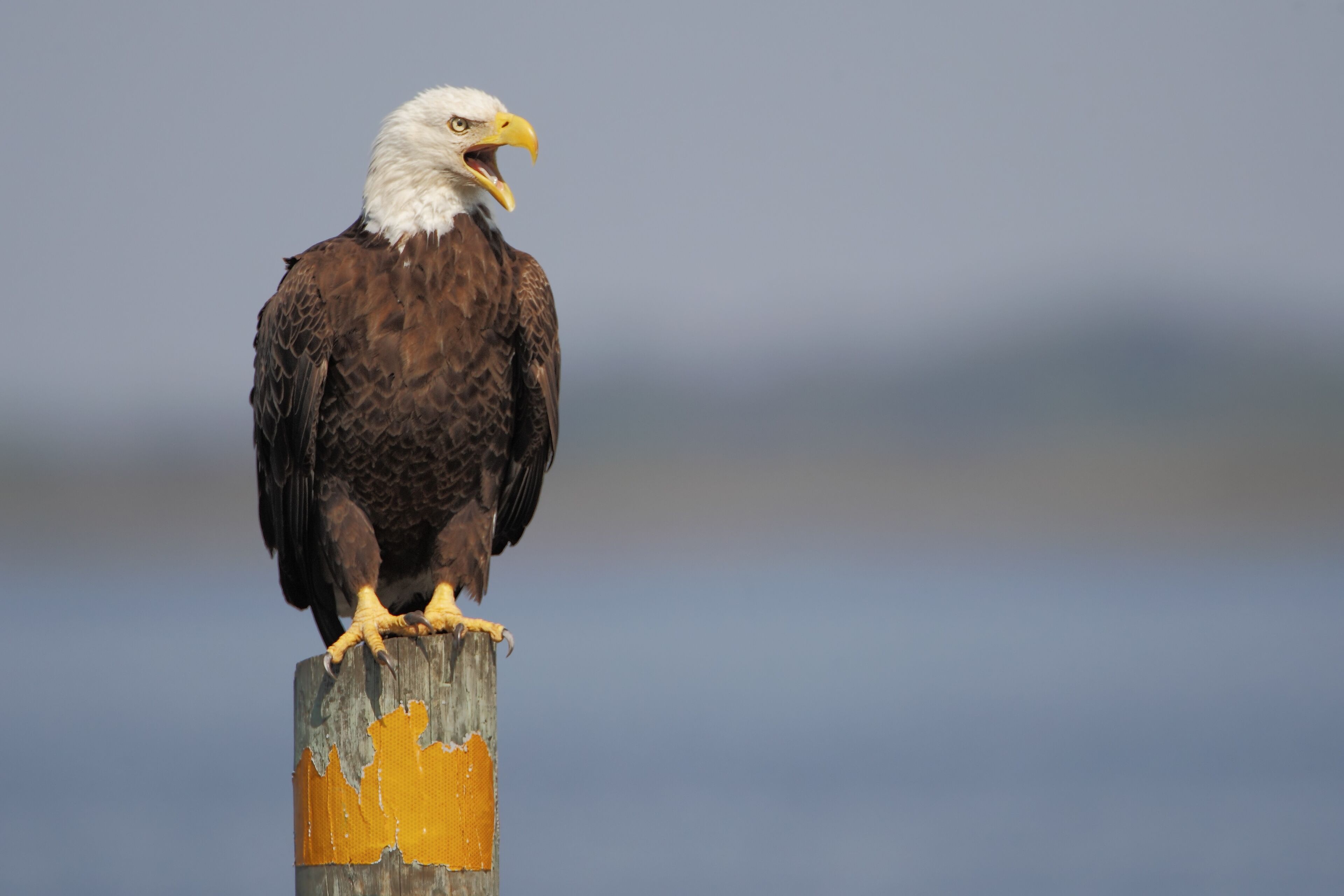American Bald Eagle (Haliaeetus leucocephalus) sitting on post screaming, Kissimmee, Florida, USA