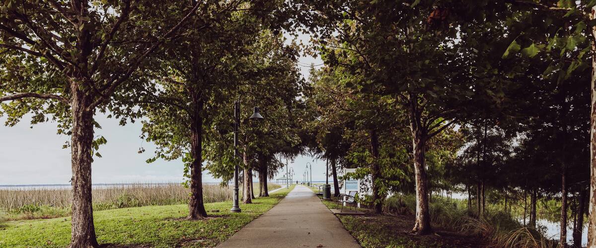 A tree-lined pathway leading to a body of water.