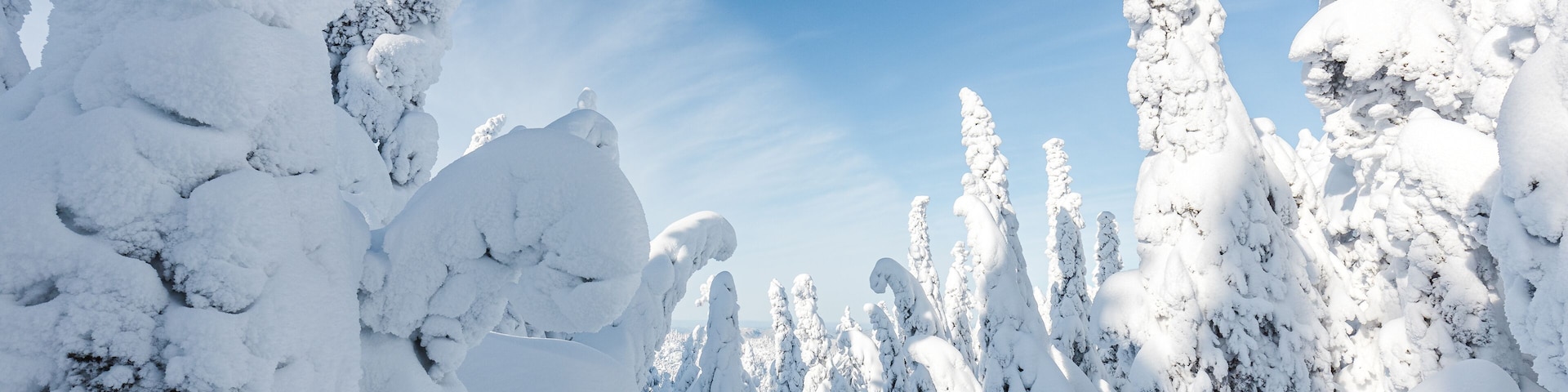 Un paisaje nevado con árboles altos cubiertos de nieve y un cielo azul claro.