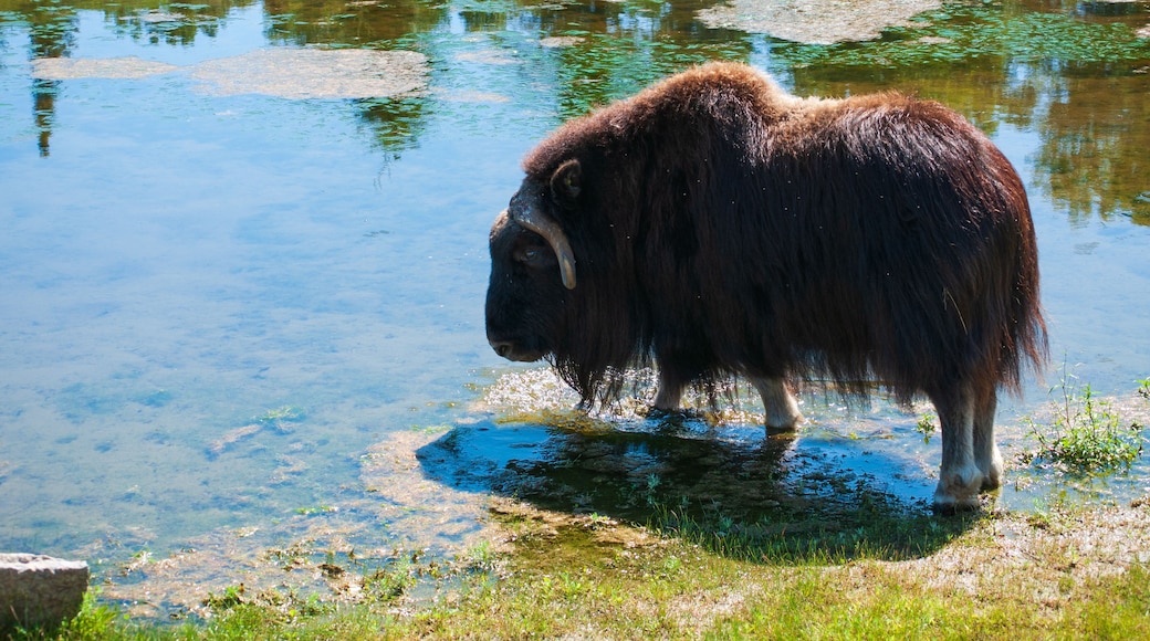Park sauvage St Felicien Canada