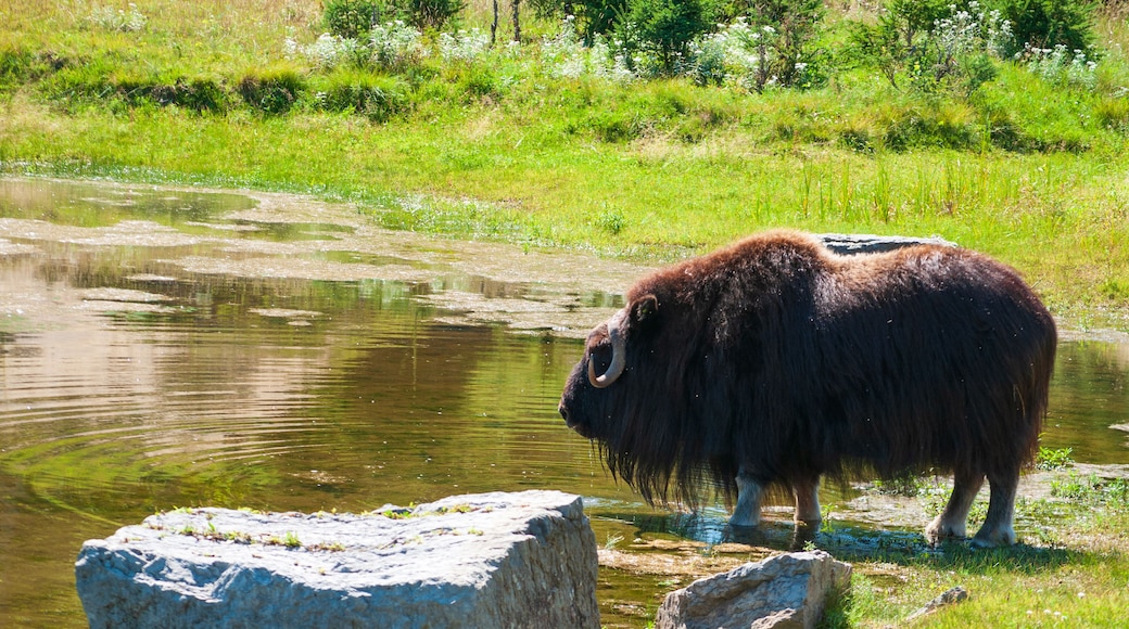 Park sauvage St Felicien Canada