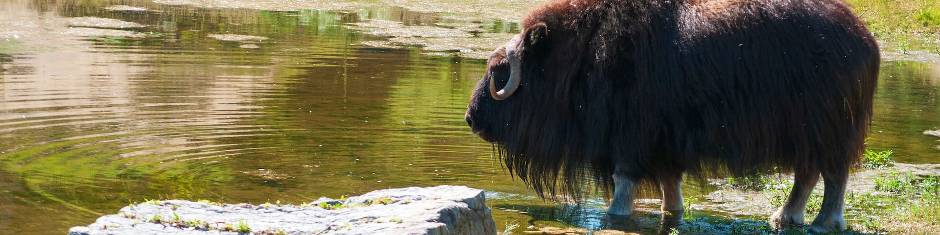 Park sauvage St Felicien Canada