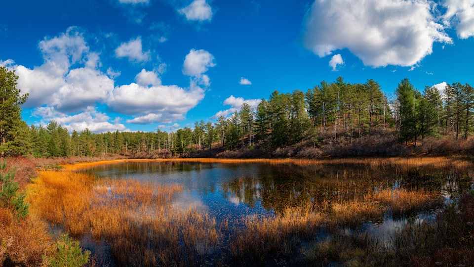 Tranquil dramatic autumn landscape with the view of pond, pine tree forest, dried aqua plants, and cumulous clouds in the blue sky. Beautiful recreational park in Myles Standish State Forest in Massac