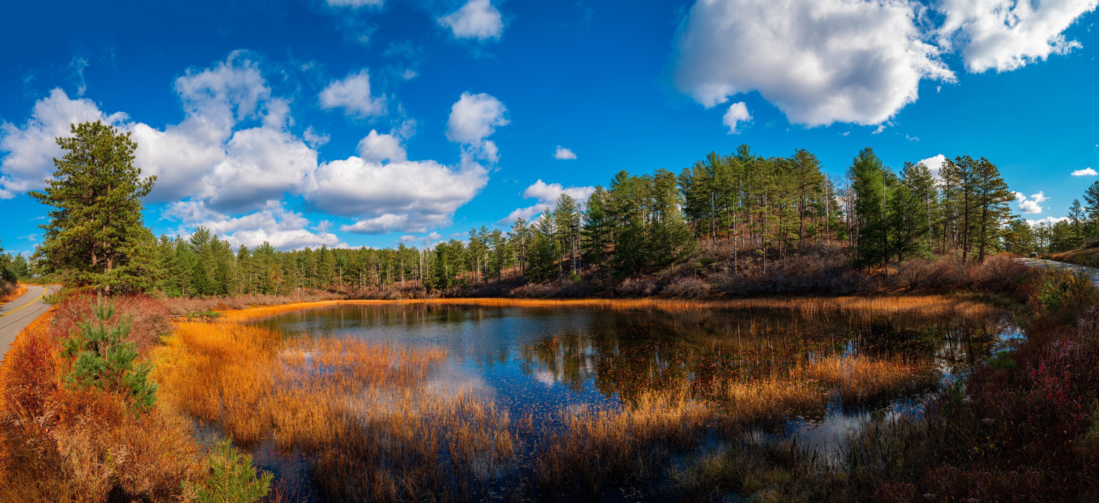 Tranquil dramatic autumn landscape with the view of pond, pine tree forest, dried aqua plants, and cumulous clouds in the blue sky. Beautiful recreational park in Myles Standish State Forest in Massac