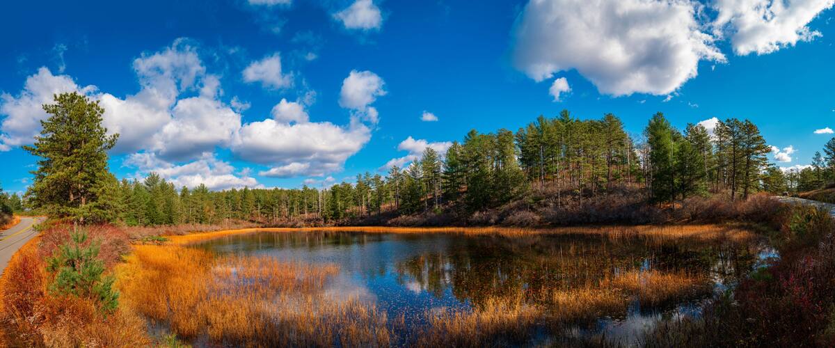 Tranquil dramatic autumn landscape with the view of pond, pine tree forest, dried aqua plants, and cumulous clouds in the blue sky. Beautiful recreational park in Myles Standish State Forest in Massac