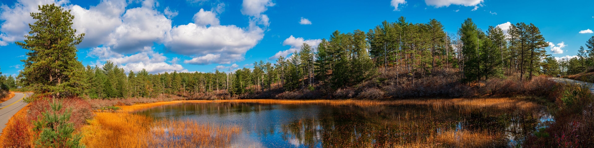 Tranquil dramatic autumn landscape with the view of pond, pine tree forest, dried aqua plants, and cumulous clouds in the blue sky. Beautiful recreational park in Myles Standish State Forest in Massac