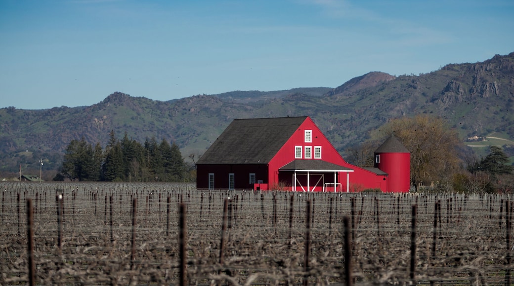 Oak Knoll Road, Napa, California.
#red #napavalley #vineyard #california #cali #usa #us #travelphotography #travel