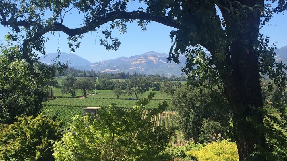 Un vignoble avec des rangées de vignes, un grand arbre au premier plan et des montagnes en arrière-plan.