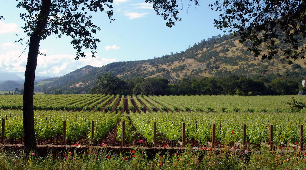 Parallel Lines #4
Parallel lines of grape vines stretching off into the distance.