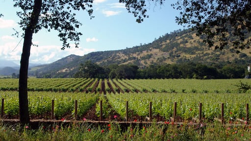 Parallel Lines #4
Parallel lines of grape vines stretching off into the distance.