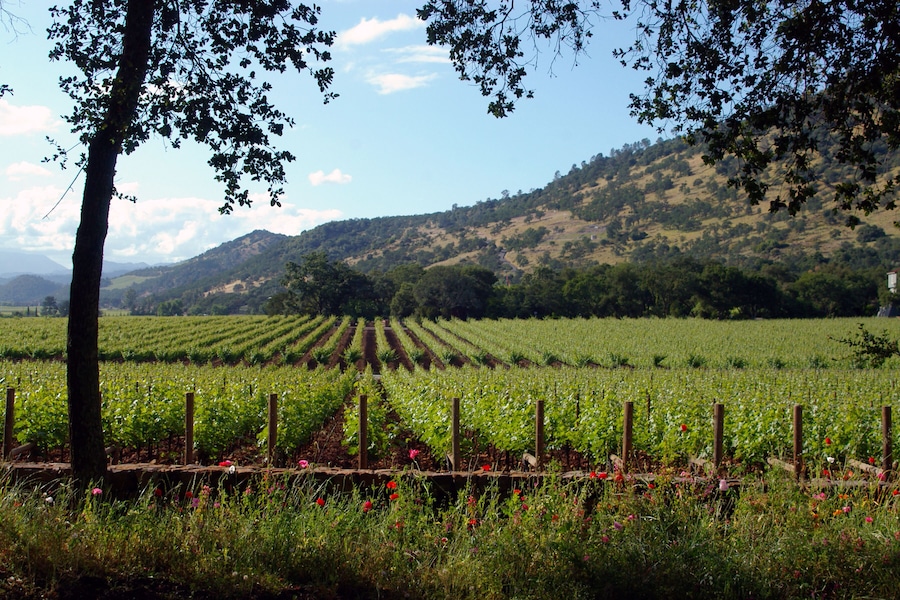 Parallel Lines #4
Parallel lines of grape vines stretching off into the distance.