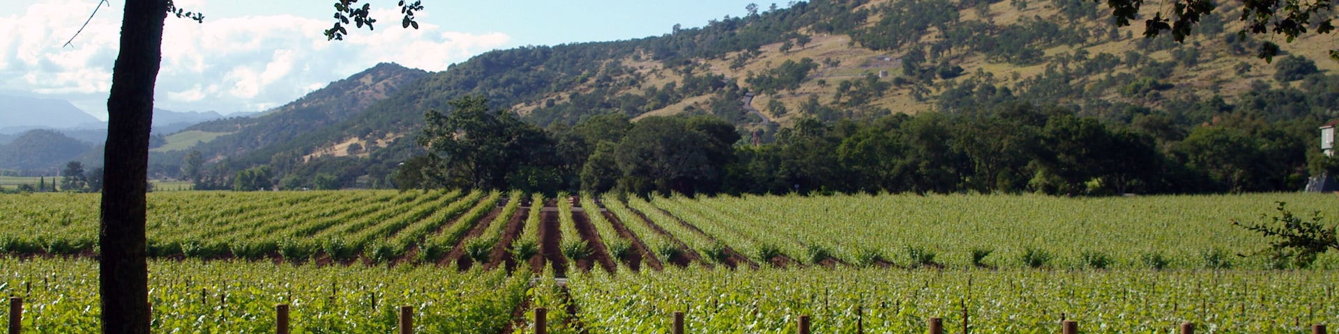 Parallel Lines #4
Parallel lines of grape vines stretching off into the distance.