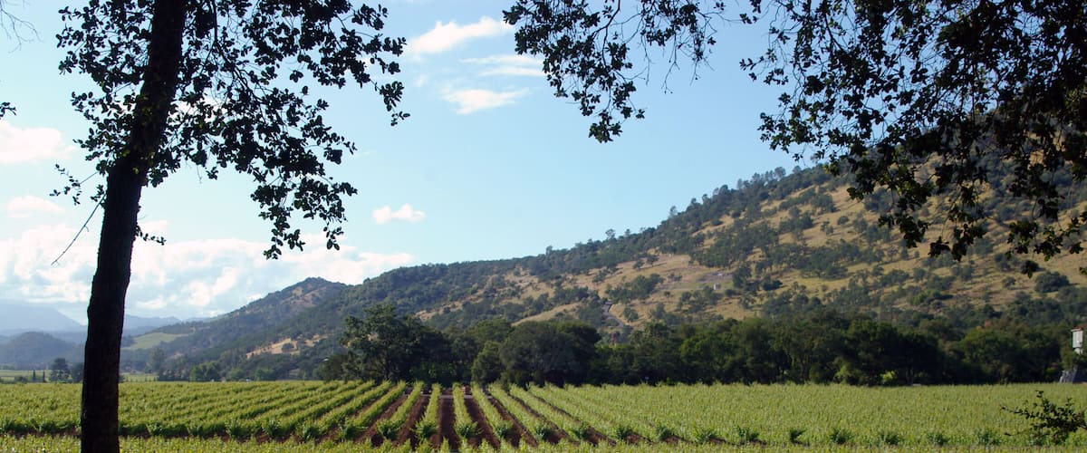 Parallel Lines #4
Parallel lines of grape vines stretching off into the distance.