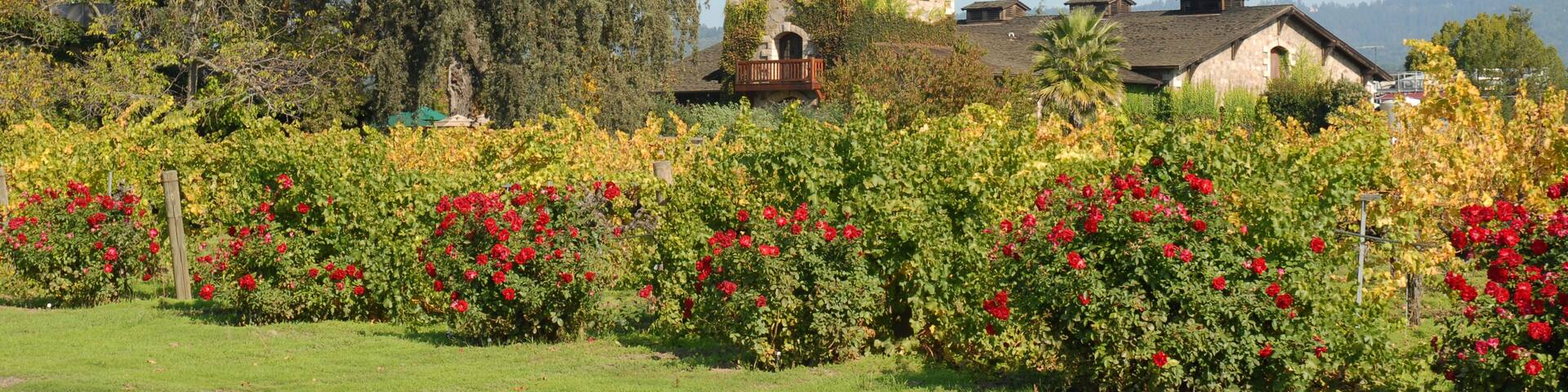 Old stone winery, St. Helena, California