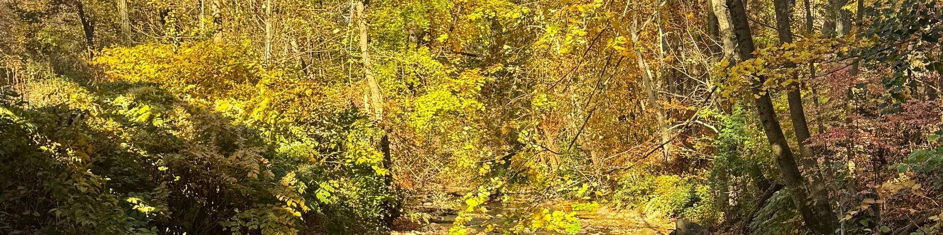 Colorful autumn foliage in Bronx River Parkway Reservation in New York
