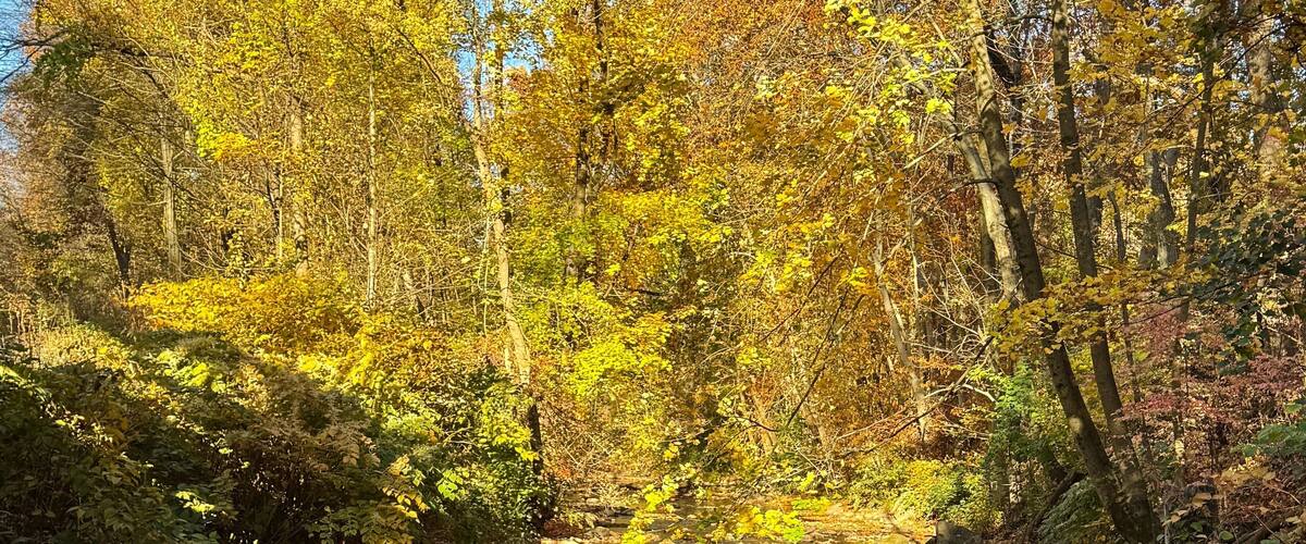A calm river reflecting yellow and green autumn leaves, surrounded by trees and rocks.